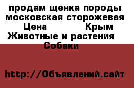 продам щенка породы московская сторожевая › Цена ­ 5 000 - Крым Животные и растения » Собаки   